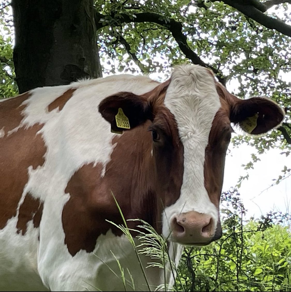MossgielFarm's tweet photo. FUN FACT
.
Did you know cows never lie..?
.
Yeah, No bull
.
.
.
.
.
#MossgielFarm #CowPuns #TheyDontGetAnyBetter #Organic #CowsOfInsta https://t.co/jDgpFRMmQY