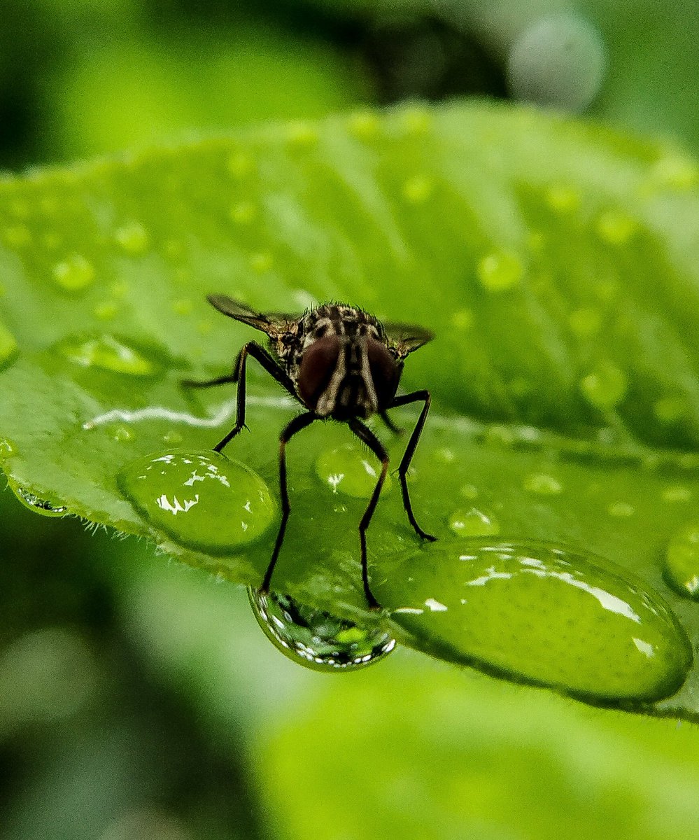 JOHNYKUMARROY2's tweet photo. Mobile Click 📸
#microshot
@XiaomiIndia
@Xiaomi @Discovery @NatGeo @NatGeoMag
#PhotoOfTheDay https://t.co/FQx6j1f7Dt