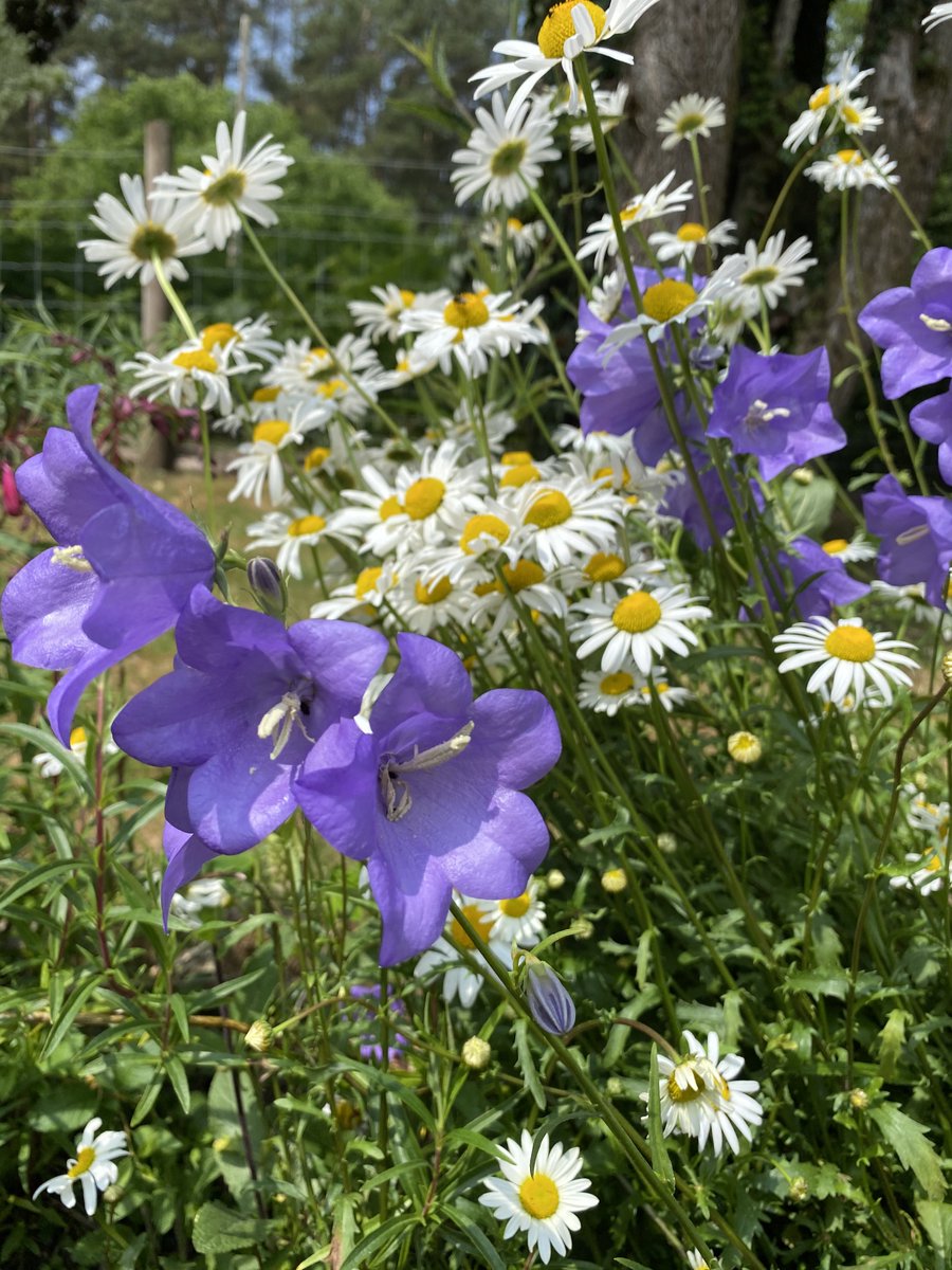 FODholidaycott's tweet photo. We love our cottage garden and we love that our guests enjoy it too 🌼

If you are a fan of nature, woodland and flowers we have the perfect place for you to stay https://t.co/veZecVFRSj 

#cottagegarden #cottagestays #forestofdean #holidaycottage https://t.co/3JAydy1ysp