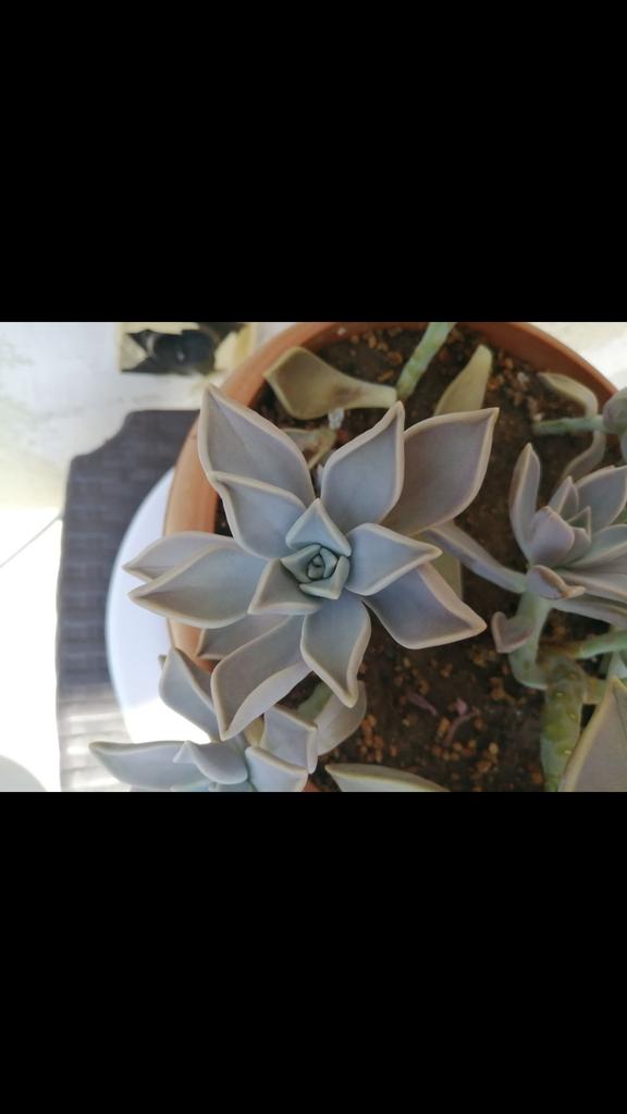 Sevgili @bahcevanonline
Bir sorumuz olacaktı. Sukulentimiz buruşmaya başladı ve süngerimsi bir dokusu var. Sebebi ne olabilir ve ne yapabiliriz?