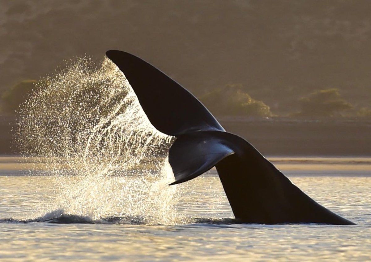 maxijonas's tweet image. ¡Un día tremendo! 📸🐳🐳