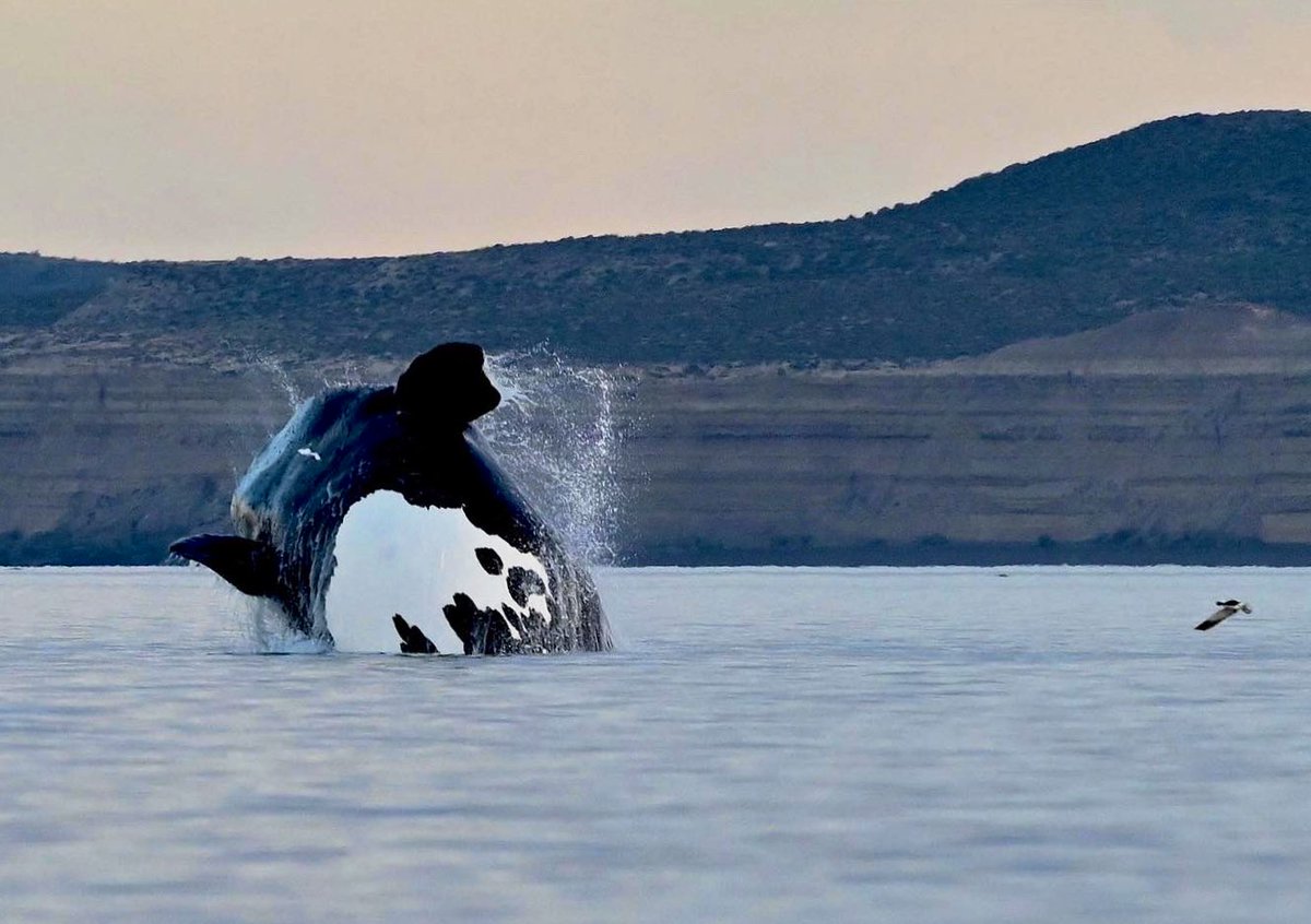 maxijonas's tweet image. ¡Un día tremendo! 📸🐳🐳