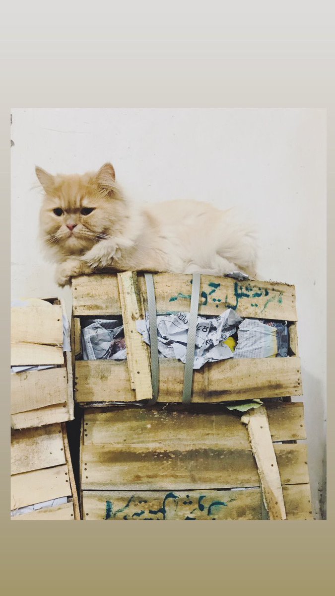 MannMastMalang's tweet photo. Only 2 good things in life 👑 
#AamKiPaitti
#KingSimba https://t.co/2USW7CpbBB