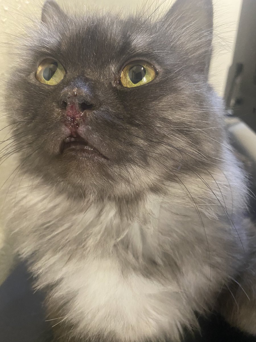 bobraytr's tweet photo. @vet2018 السلام عليكم دكتور قطي لقيت فيه جرح اسفل الانف ومع الوقت جالس يزداد كان الخشم يتآكل يزيد يوم عن يوم ( هل فيه احتمال ممكن انه يكون استنشق منظف في البيت ولامس طرف خشمه وبدأ يتآكل ؟!! وياليت احتاج العلاج في هذه الحالة وشكرا https://t.co/8wXji7SSNd