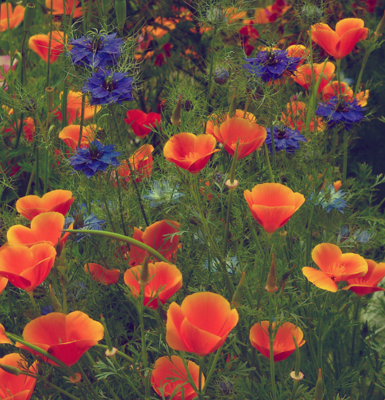 daisysdays1's tweet image. O r a n g e 🧡 M e d l e y