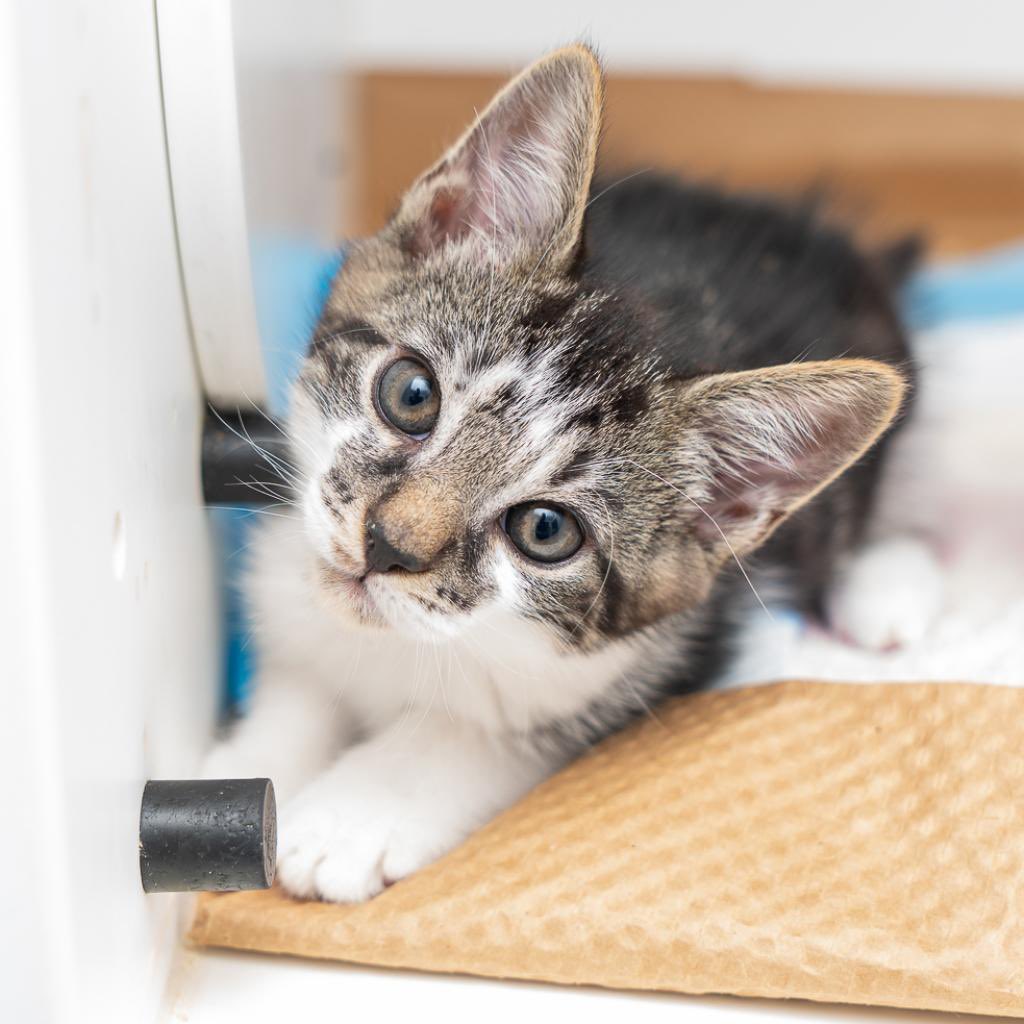Animal Haven tweet media