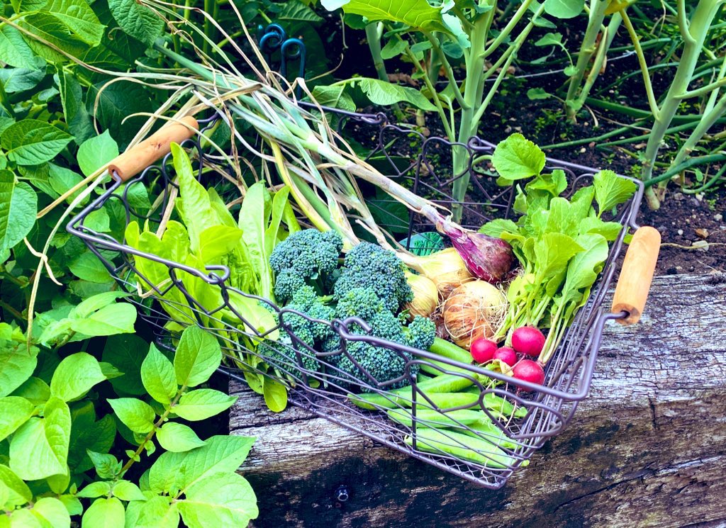 TheKitchenGard6's tweet photo. @GardensHour #GardensHour Looking forward to more of this…. #gardening #gyo #growyourown https://t.co/JmiO4mCJ7W