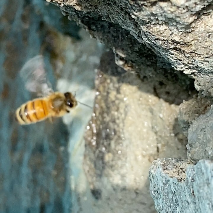 ecobeesupply's tweet photo. Pool party!  Honey bees use water on hot days for evaporative cooling #honeybees https://t.co/Pb3Tut4nH4 https://t.co/xmDUWp8YBh