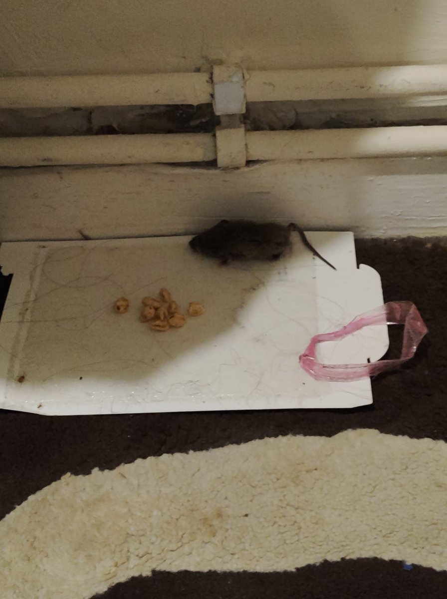Orbit Housing Applegarth is infested with mice and Pharaoh ants and Orbit housing has been ignoring residents complaints for years