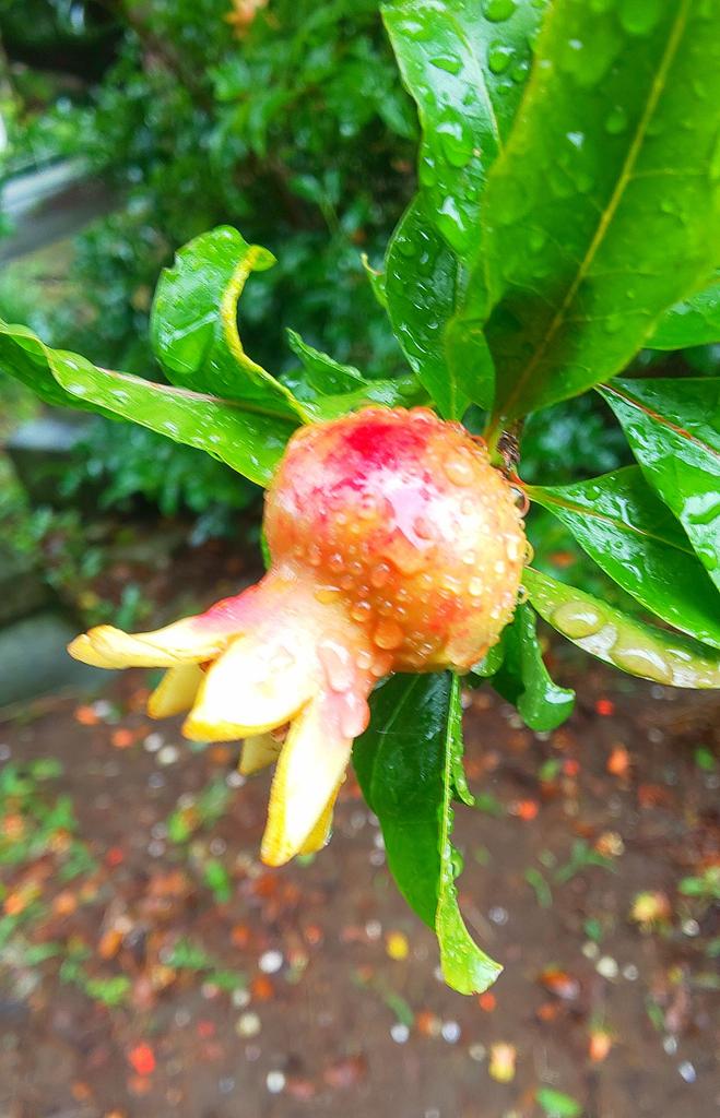 柘榴の花 のtwitter検索結果 Yahoo リアルタイム検索