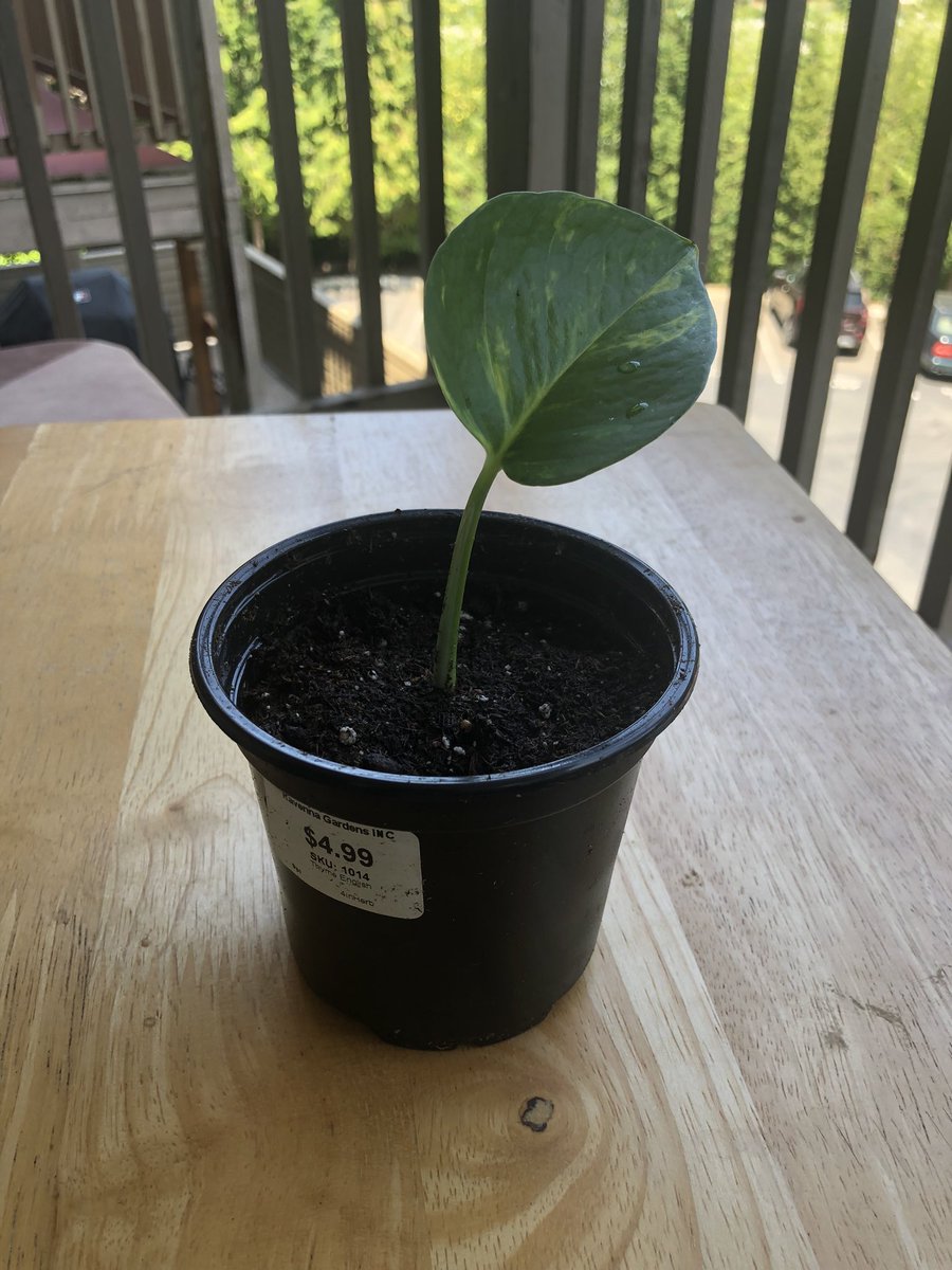 Managed to re-use some of my small nursery pots for a recently rooted Golden Pothos cutting! About a month ago I cut this off and it grew a couple huge roots in some (very) lightly fertilized water :) Thinking about doing little propagates as gifts in the future. Plants are cool https://t.co/31XkKjQ28O