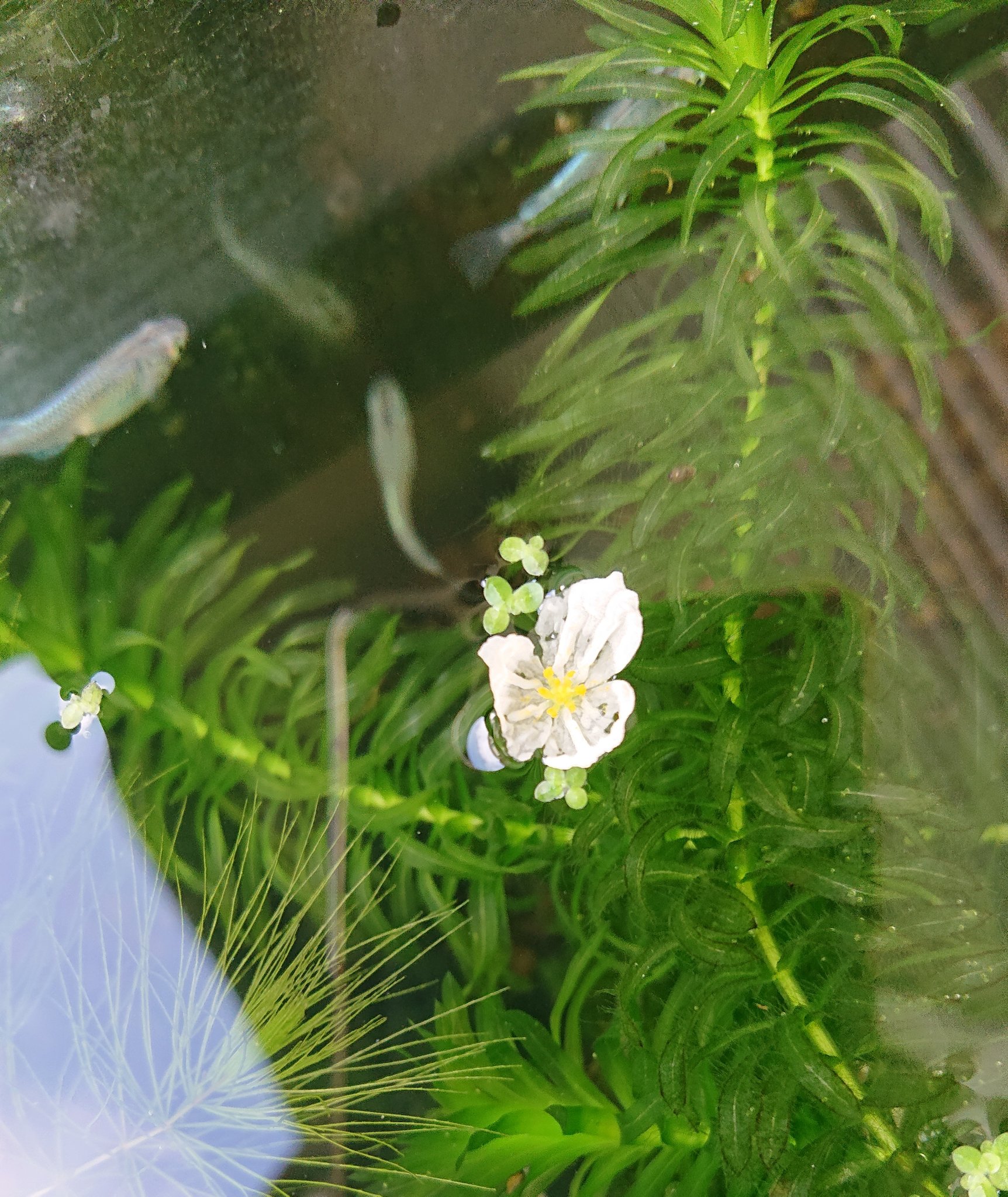 アナカリスの花 Căutare Twitter Twitter