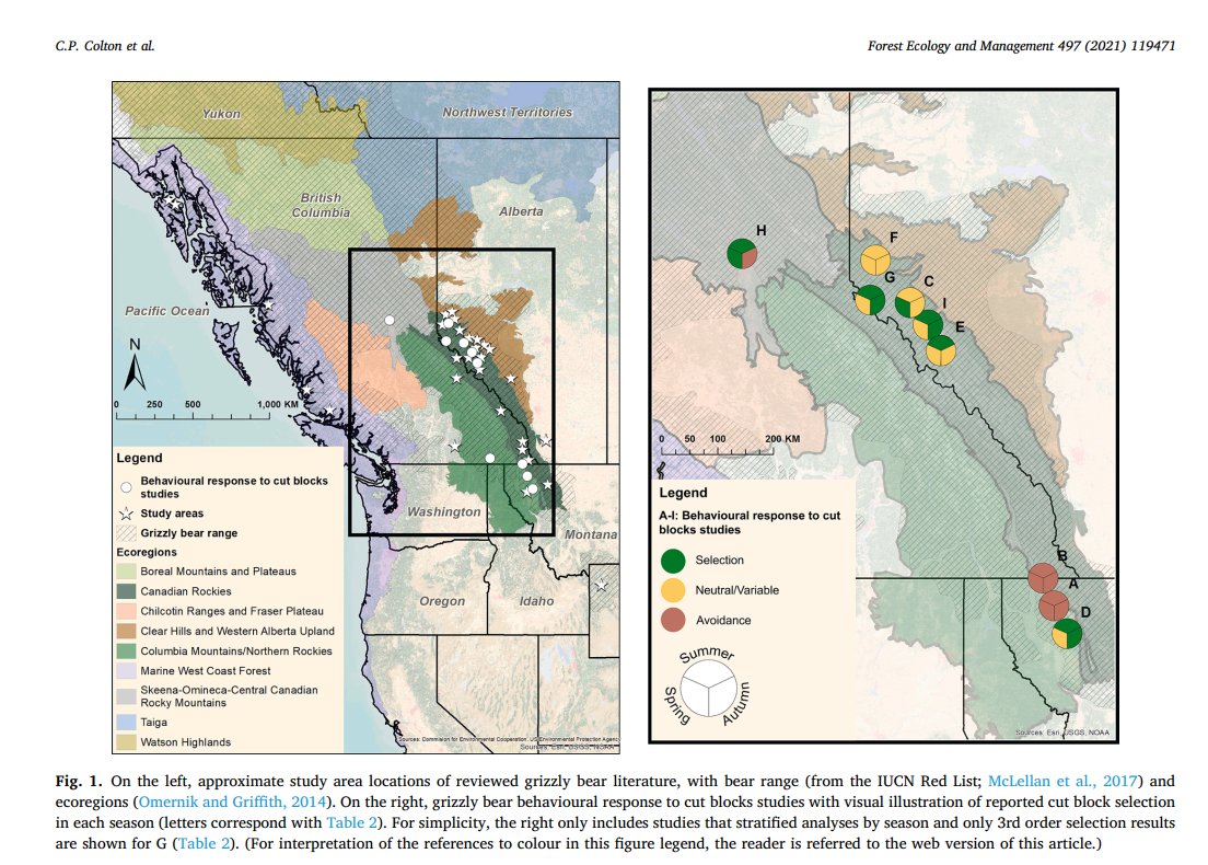 IRSS_UBC's tweet photo. 📢 NEW PAPER! Grizzly bear (Ursus arctos) responses to #ForestHarvesting: A review of underlying mechanisms and management recommendations

🌲🐻🌲

📖: https://t.co/5bTaaRE8se

@ChrisColtonUBC
@wildco_lab
@ubcforestry
#BrownBear #Conservation 
#WildlifeManagment #HabitatSelection https://t.co/zwuHViIxZr