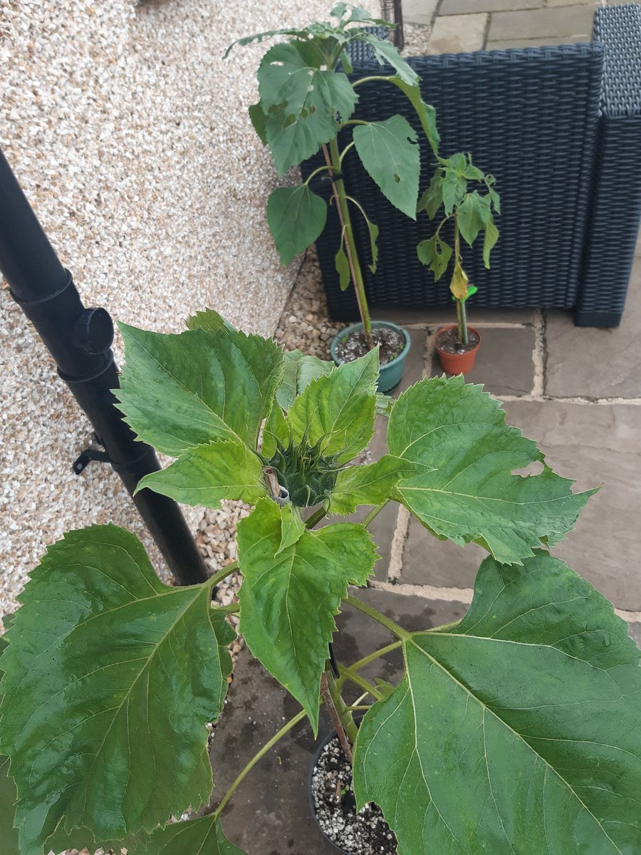 BeattieSandra's tweet photo. Our sunflowers 🌻are making slow progress and sadly some insects are finding them tasty. I can only hope &amp; pray 🙏🏻 one will bloom before it's too late😳 @stmarysmwell @bryce_calder https://t.co/QZXuDXXQBx