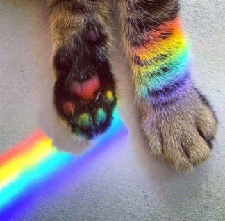 Nyan Cat (@nyancat) on Twitter photo 