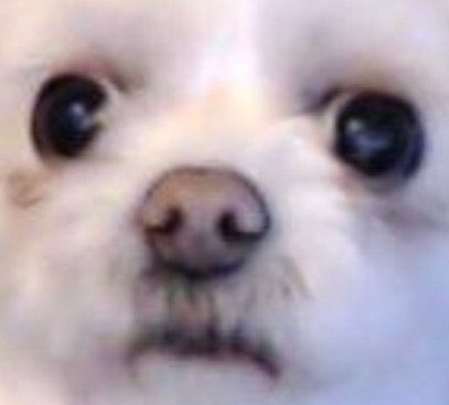 Rat the Dog tweet media