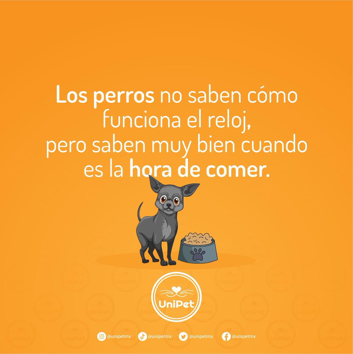UniPetMx's tweet photo. ¿Cómo lo harán? 🤔 
Encuentra el mejor alimento para tu amigo en #UniPet
#dog #Food #pet https://t.co/JmrXjOD5kf