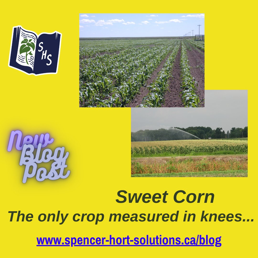 RobtheHortGod's tweet photo. The recent heat was hard on everything. One crop probably liked it a lot. #Sweetcorn delights and frustrates the average prairie vegetable grower. It's the subject of #HortMorsels blog https://t.co/IQRw2l0oc8 #kneehigh4july https://t.co/YwNFByrrNZ