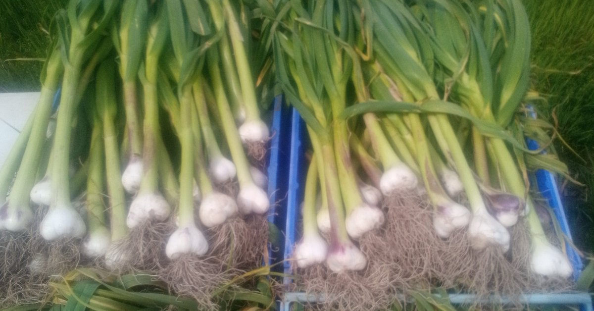westcorkgarlic's tweet photo. Crates of purple garlic coming out the field today . Be trimmed and ready to go for @ScallySupervalu and others first thing in the morning....
#localfood
#organicallygrown
#irishgarlic https://t.co/iQBM7GhoSt