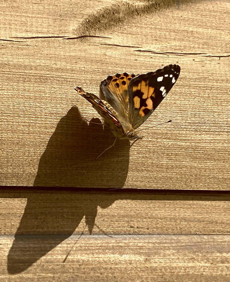 hackforthschool's tweet image. Farewell to our beautiful butterflies #infants #KS1 @Humanities2020