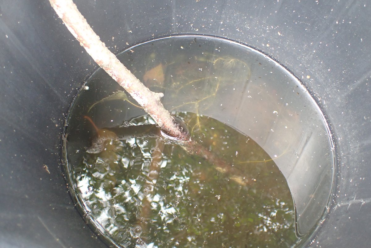 BHAPottingSheds's tweet photo. We provided a bucket & stick to every class to create an aquatic habitat next to their raised beds in the #Friendshipgardens: 18 different water features in a grid pattern, managed by children. π
8 Avon created a #hoverflylagoon in a half filled bucket under a silver birch tree. https://t.co/YGWZjCVgRB
