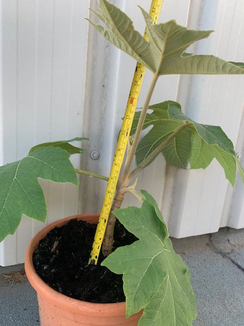 ‘Rex’ fans our Tetrapanax are now online. thenorfolkolivetreecompany.co.uk/product/tetrap…