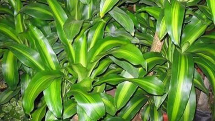 Como Cuidar Un Palo De Agua Correctamente Como Cuidar Un Palo conocesobre.com/todosobrejardi… #comocuidarunpalodeagua #comocuidarunpalodeaguaencasa