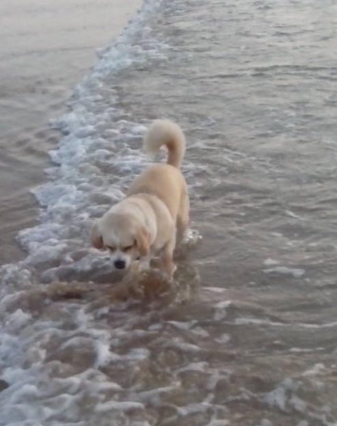 tomIinstvles's tweet photo. bon je me lance… à mes 8 ans j’ai eu une chienne qu’on avait appelé kiara, je l’ai aimé de tout mon cœur depuis le premier jour, mais en 2018, étant en chaleur elle a trouvé un moyen de s’enfuir, on a cherché sans cesse, contacté des spa, les mois passaient, et aucune nouvelle.. https://t.co/wBFOyT3knP