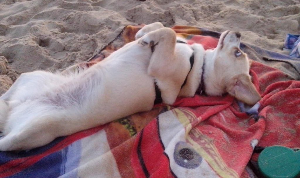 tomIinstvles's tweet photo. bon je me lance… à mes 8 ans j’ai eu une chienne qu’on avait appelé kiara, je l’ai aimé de tout mon cœur depuis le premier jour, mais en 2018, étant en chaleur elle a trouvé un moyen de s’enfuir, on a cherché sans cesse, contacté des spa, les mois passaient, et aucune nouvelle.. https://t.co/wBFOyT3knP