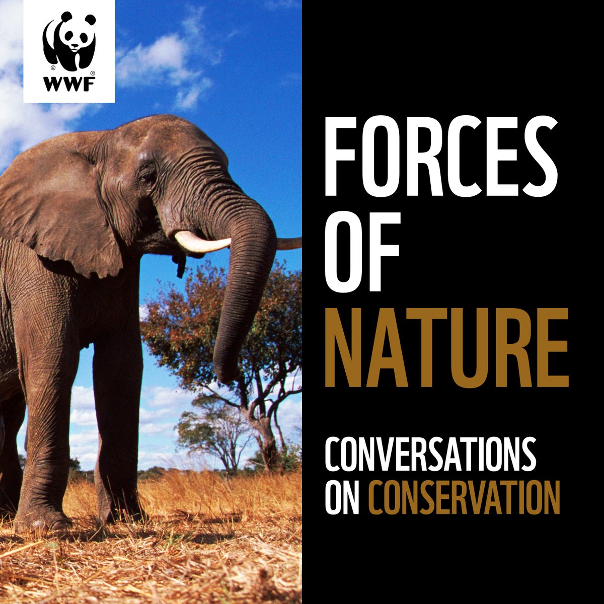 Freshairprod's tweet photo. New week, new podcast! 'Forces of Nature' is out today from @WWF. We're hosting conversations between great conservationists and the next generation of activists, exploring the answers to our biggest problems. Listen here: https://t.co/8XWbdawuBT https://t.co/dX7i7Kt4JS