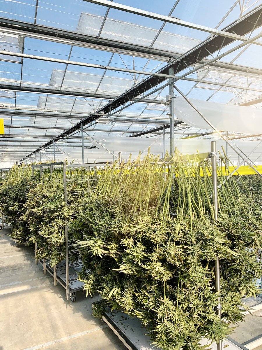 The fruits of our labour, in a snapshot... #AgraFlora #AGRA $AGRA $AGFAF