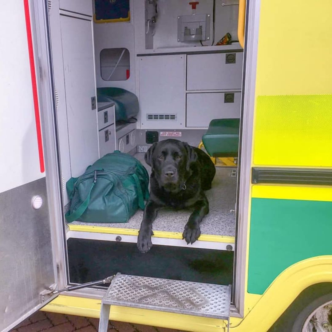 Happy bring your dog to work day! We can't wait for you to meet Oliver the Justice Dog -The winner of the assistant animal of the year - Have you signed up to get your free copy!? Head over now to PuppyPost.co.uk #amazingdog #dogwinner #justicedog #dogs