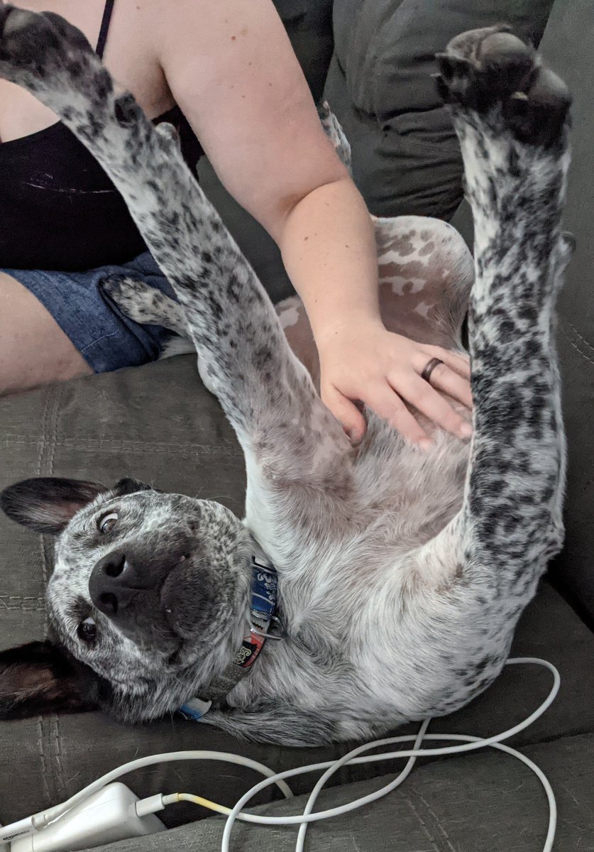 BentonFraser7's tweet photo. It's a 'get some belly rubs and watch tv' kind of day! https://t.co/wXsz2KQsXj