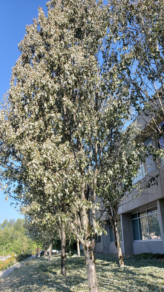 Pat Taylor tweet media