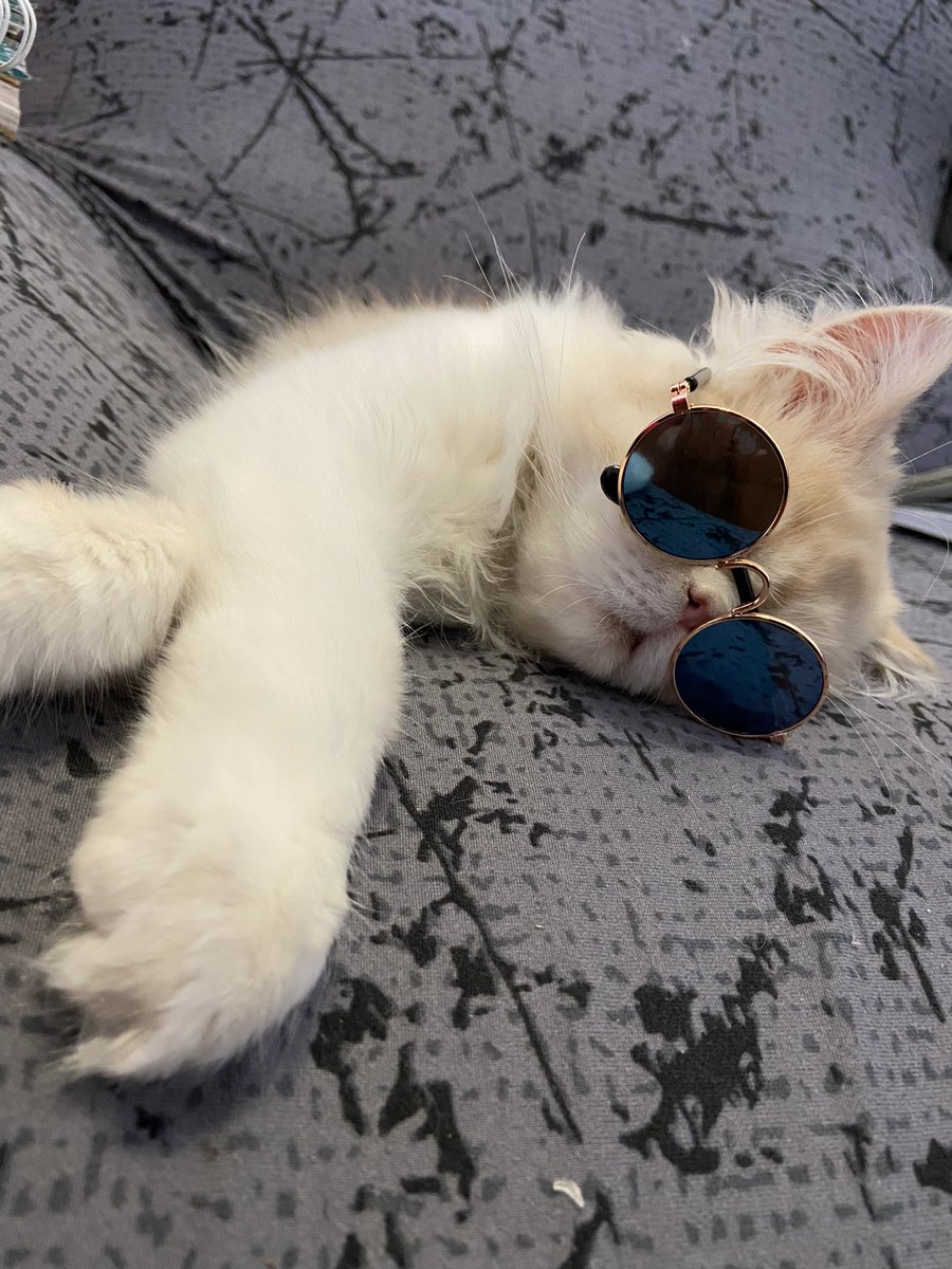 adripgomez's tweet photo. @catsofinstagram Luke has a great Party!!! Now… time to sleep #twitterweek  https://t.co/MJIcguJZGJ https://t.co/S6CIsQha7u