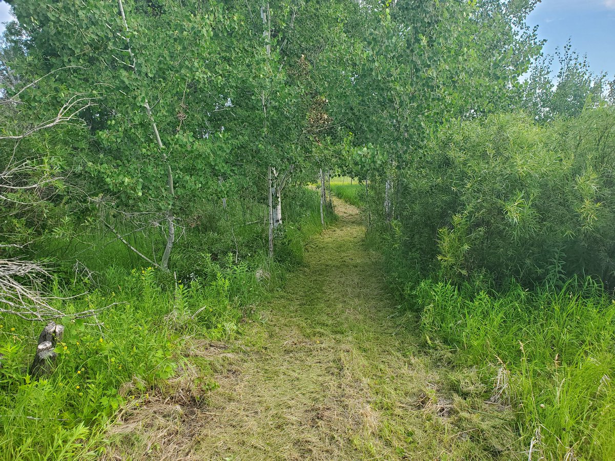 Just carved some new trails at <a href="/DMS_AlexMN/">Discovery Middle</a>!  Little less than a mile added.  Go check them out! <a href="/alexmnschools/">Alexandria Public Schools</a> <a href="/mndnr/">Minnesota DNR</a>