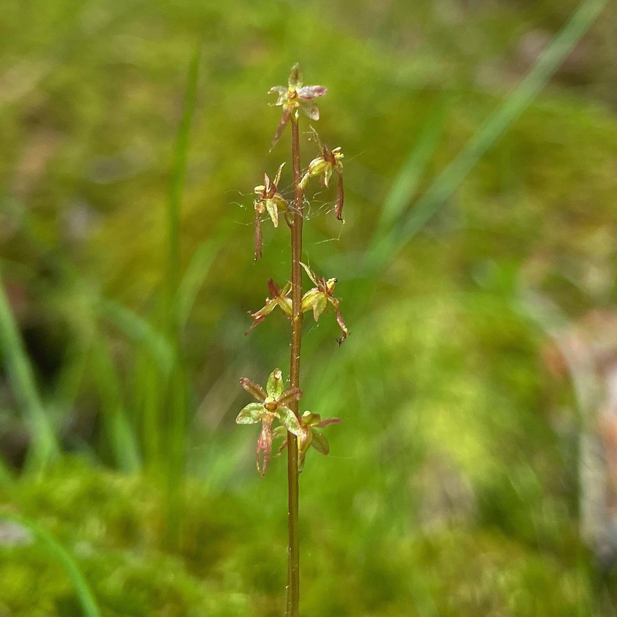 alex ebert tweet media