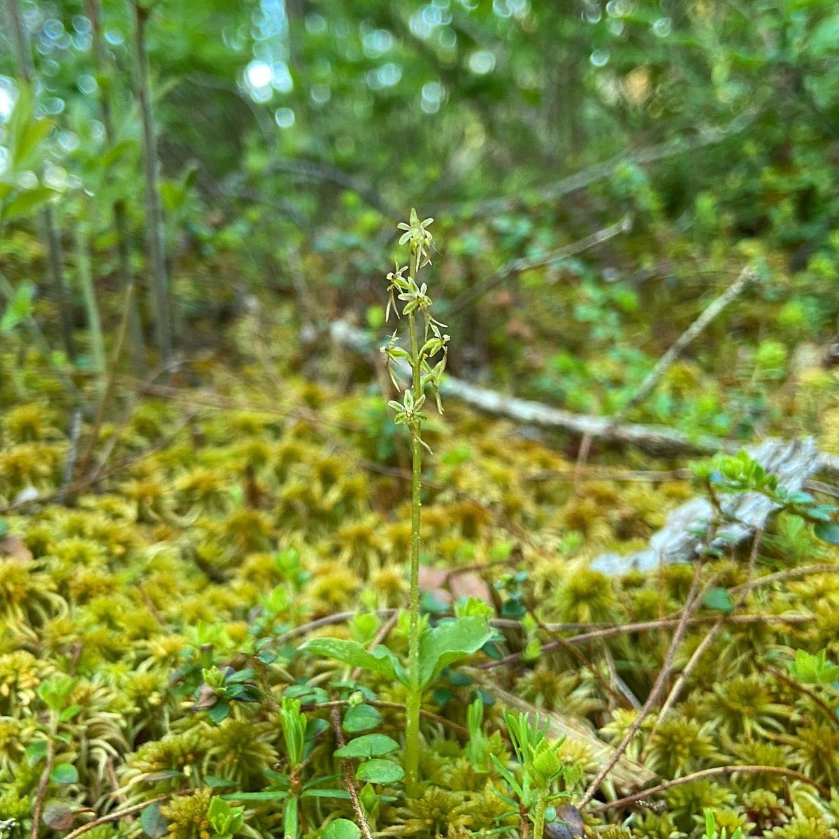 alex ebert tweet media