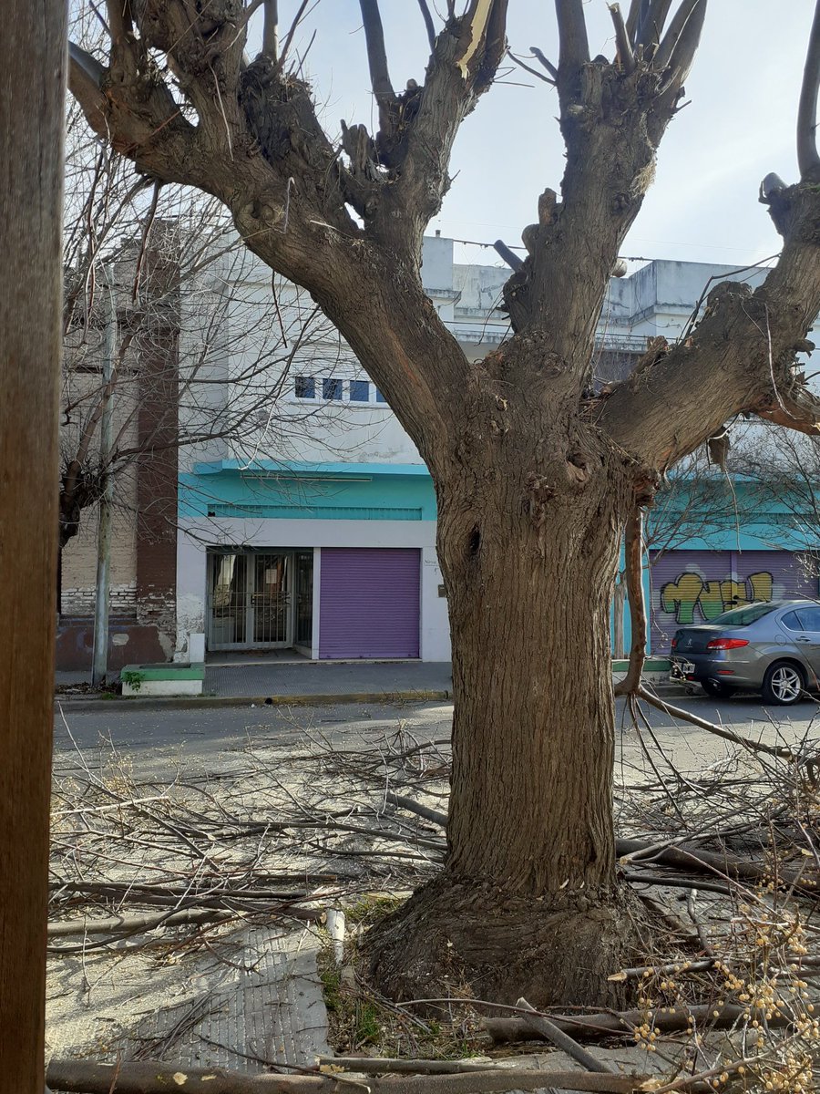 CarlosGabbarini's tweet photo. Hoy una persona me toca el timbre ofreciéndose  para podar mi árbol. Obviamente con el permiso Municipal correspondiente. 
Levantarse todos los días para generar su  recurso a costa de su propio esfuerzo y sacrificio. 
Un ejemplo para algún fabricante de huelgas https://t.co/qZZKPFuDeN