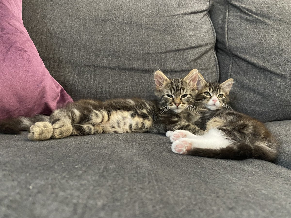 phoebe_dexter's tweet photo. Once a day we are treated to some seriously cute sibling love. The rest of the time mostly chaos, panic and disorder! #seriouslycute https://t.co/8TFgTgPy8s