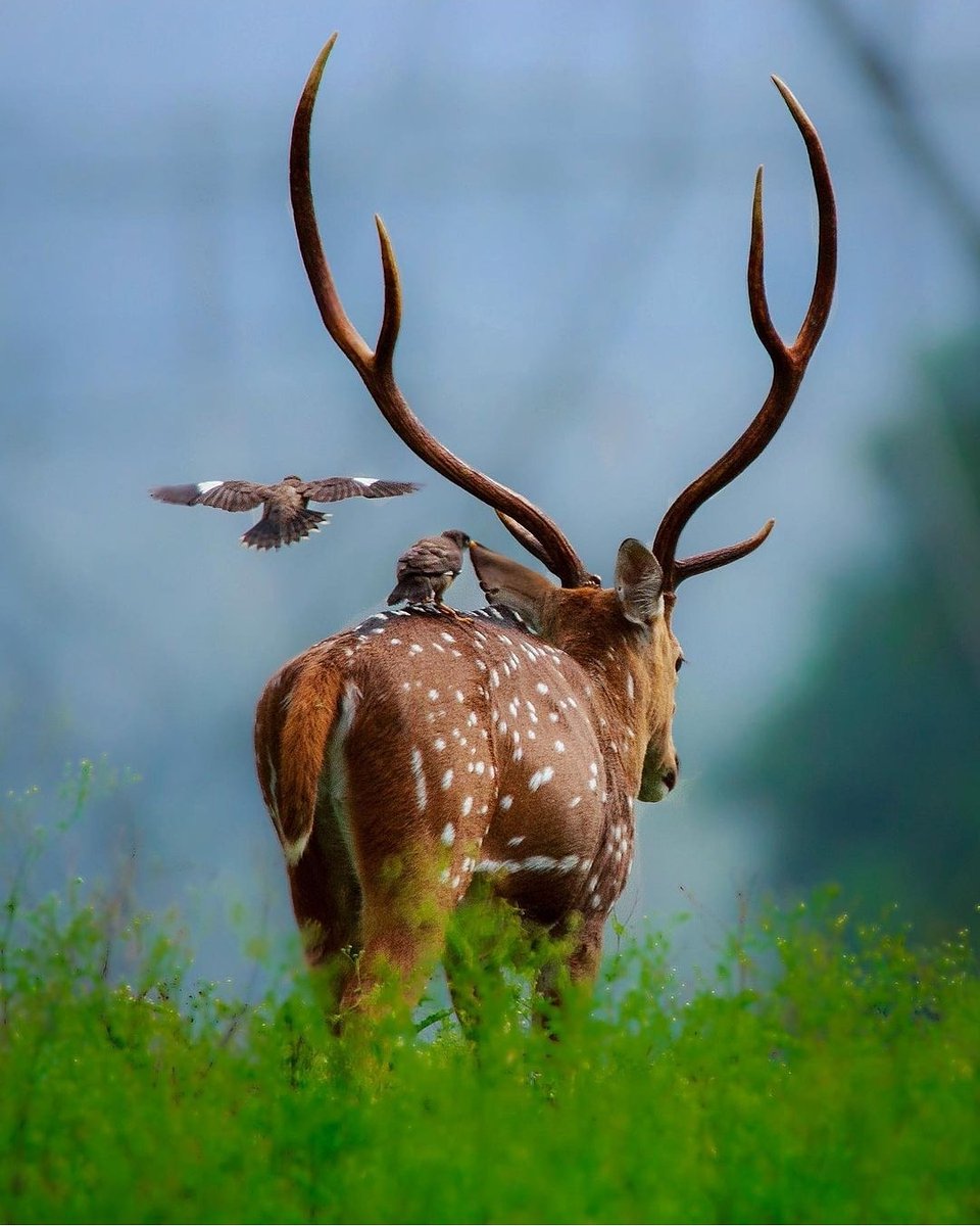 Jungle friends🕊️🤎

Follow me➡️ <a href="/TravelPlanet11/">Travelplanet</a> 

#Wimbledon #ToryCovidCatastrophe #ImranKhanStudentsKiSunLo #OICStandswithIIOJK #oamoracontece #auspol #SEOKJIN #FullOnBlockbusterChallenge #LVMenFW21 #LoveIsland #zonauang #cryptocurrency #Crypto #ClimateCrisis #Trending #travel