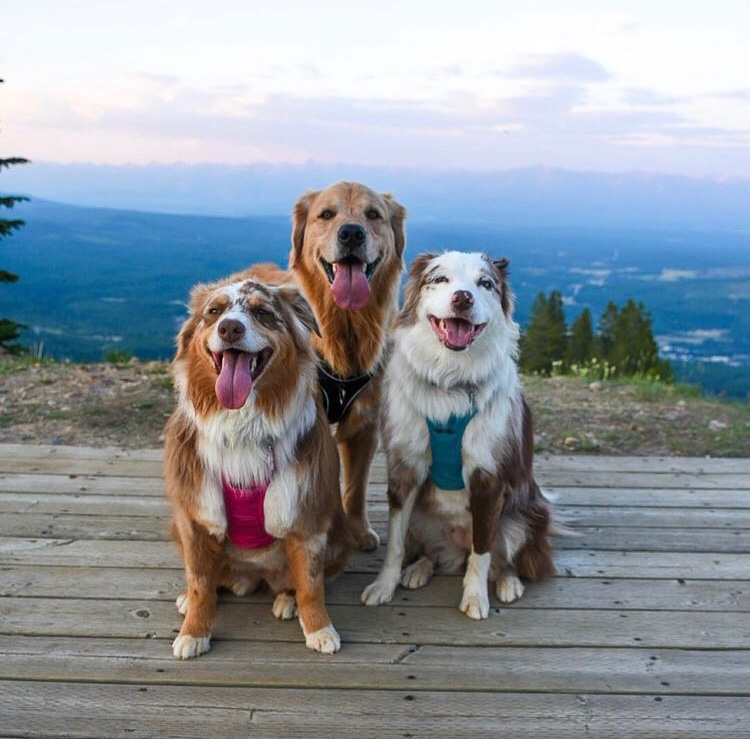 All smiles, all the time. 😛 #kimberleybc #agoodplacetobe

📷 Thanks @rockymtnaussies

With travel opening up again in BC, we can’t wait to share some Kimberley fun with more of you. See you soon!