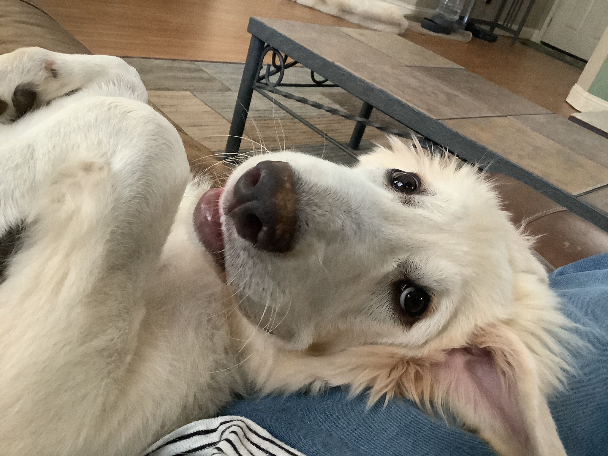 Are Great Pyrenees Lazy