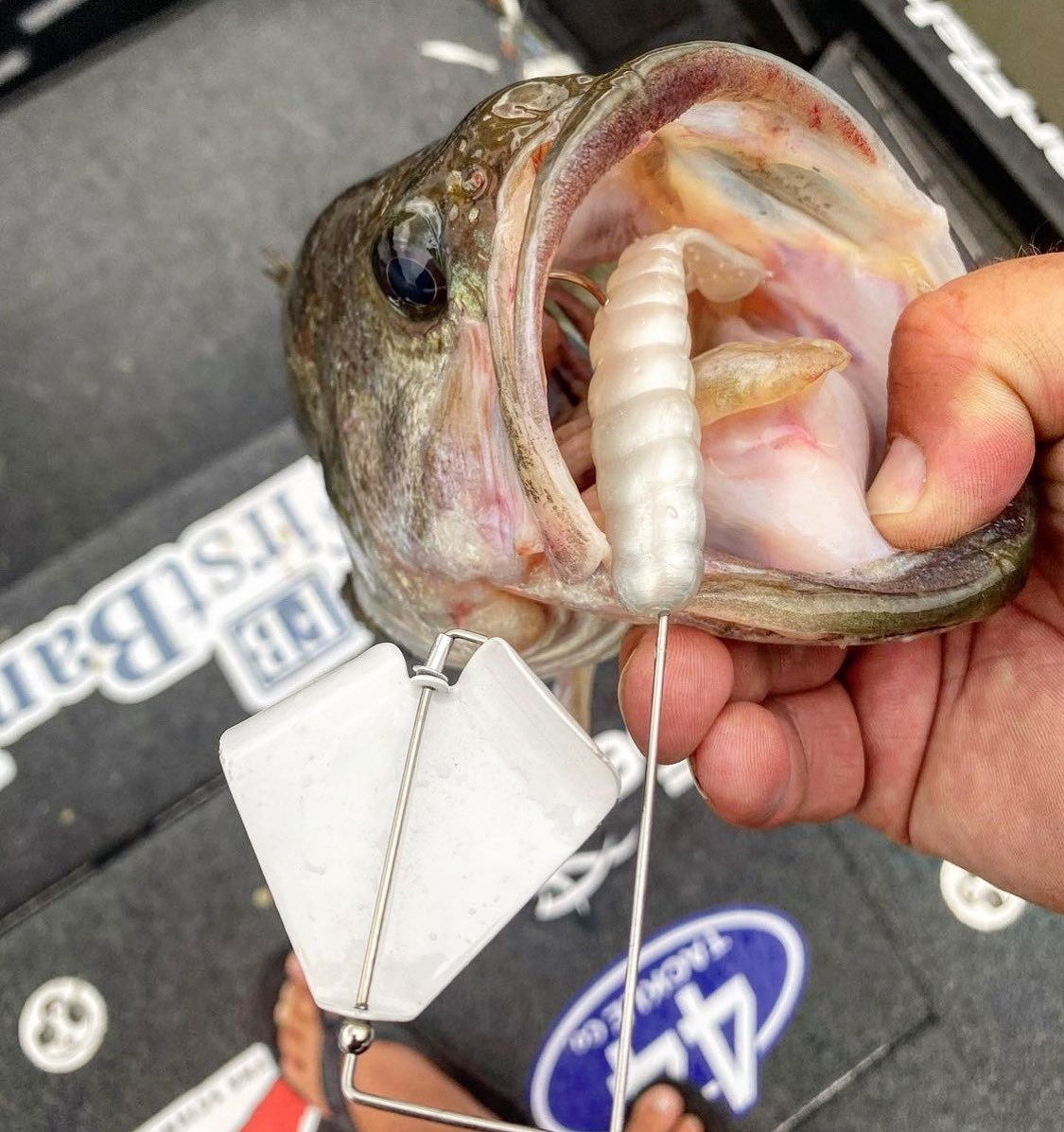 Sweetwatertv's tweet photo. The Buzz Goat flat out gets the job done!!! #fishing #buzzbaitfishing #buzzgoat #zmangoat #largemouthbass #bassfishing #elaztech #sweetwatertv #sweetwaterfishingtv #fishsweetwater 
@Zmanfishing https://t.co/1bdSEHDxL8