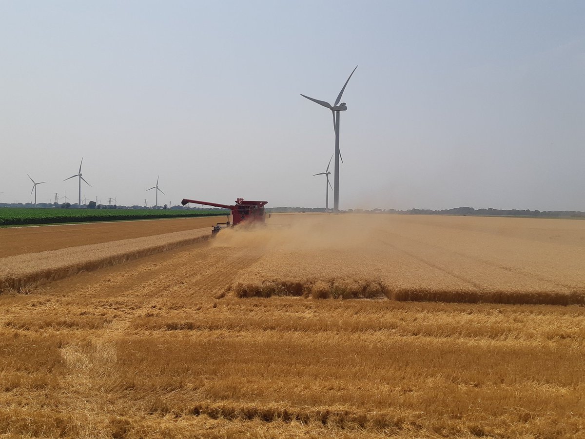 Tyler Sabelli (@tylersabelli) on Twitter photo Wheat harvest in full swing this afternoon in Essex Cty. Thanks <a href="/MoeChauvin/">Fermes Chauvin Farms Ltd.🇨🇦</a> for a great wheat plot! #AgrisAgronomy <a href="/Alex_Zelem/">Alex Zelem</a> <a href="/thewheatteam/">Rob McLaughlin</a> Wheat harvest in full swing this afternoon in Essex Cty. Thanks <a href="/MoeChauvin/">Fermes Chauvin Farms Ltd.🇨🇦</a> for a great wheat plot! #AgrisAgronomy <a href="/Alex_Zelem/">Alex Zelem</a> <a href="/thewheatteam/">Rob McLaughlin</a>