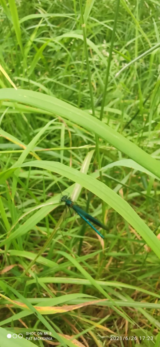 pat1mckenna's tweet photo. @BioDataCentre one of many damsel flies, shot on the 26th of June in Ahascragh. https://t.co/KiSIzkRvDO