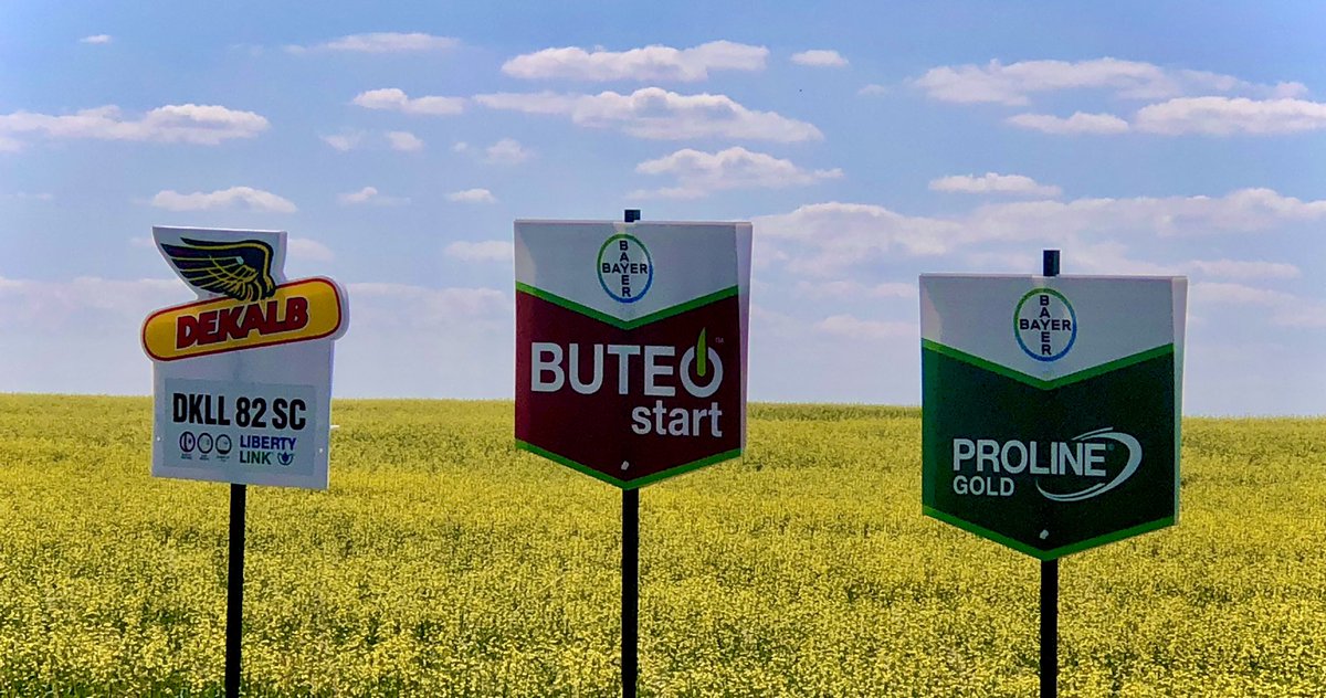 ProlineGOLD provides the best protection against sclerotinia with 2 actives - grp 3 + grp 7! #FungicidesForTheWin <a href="/Bayer4CropsCA/">Crop Science Canada</a> <a href="/FieldViewCanada/">FieldView Canada</a>