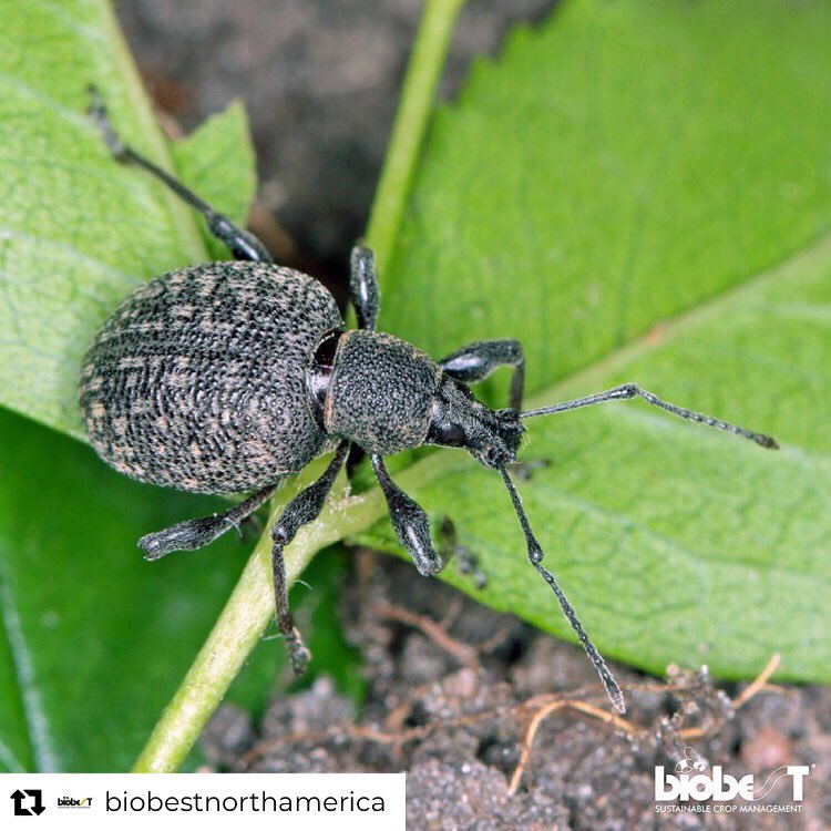 BiotedTr's tweet photo. Black Vine Weevil
@BiotedTr #bioted #biotedtr #biyolojikmücadele #biobestnorthamerica https://t.co/45itk3UjIB