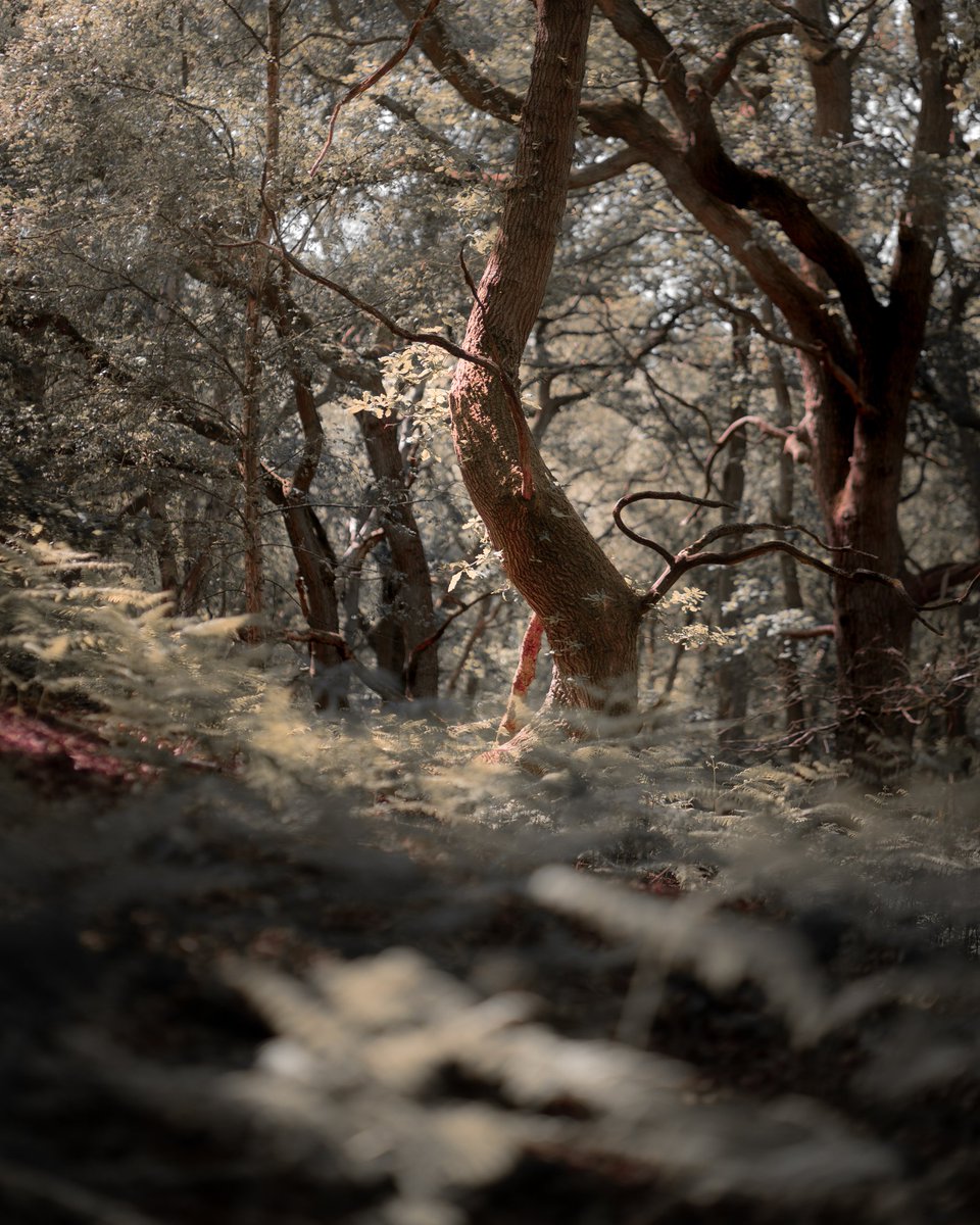 'Combination' shot in Milton Keynes a few weeks back with <a href="/george_demner/">G 📸</a>. Great trip all round 👌 

Shot on A7iii with Canon 85mm f1.8

#woodlandphotography #treephotography #photography #sonyalpha #outdoors #uknature #twitterphoto