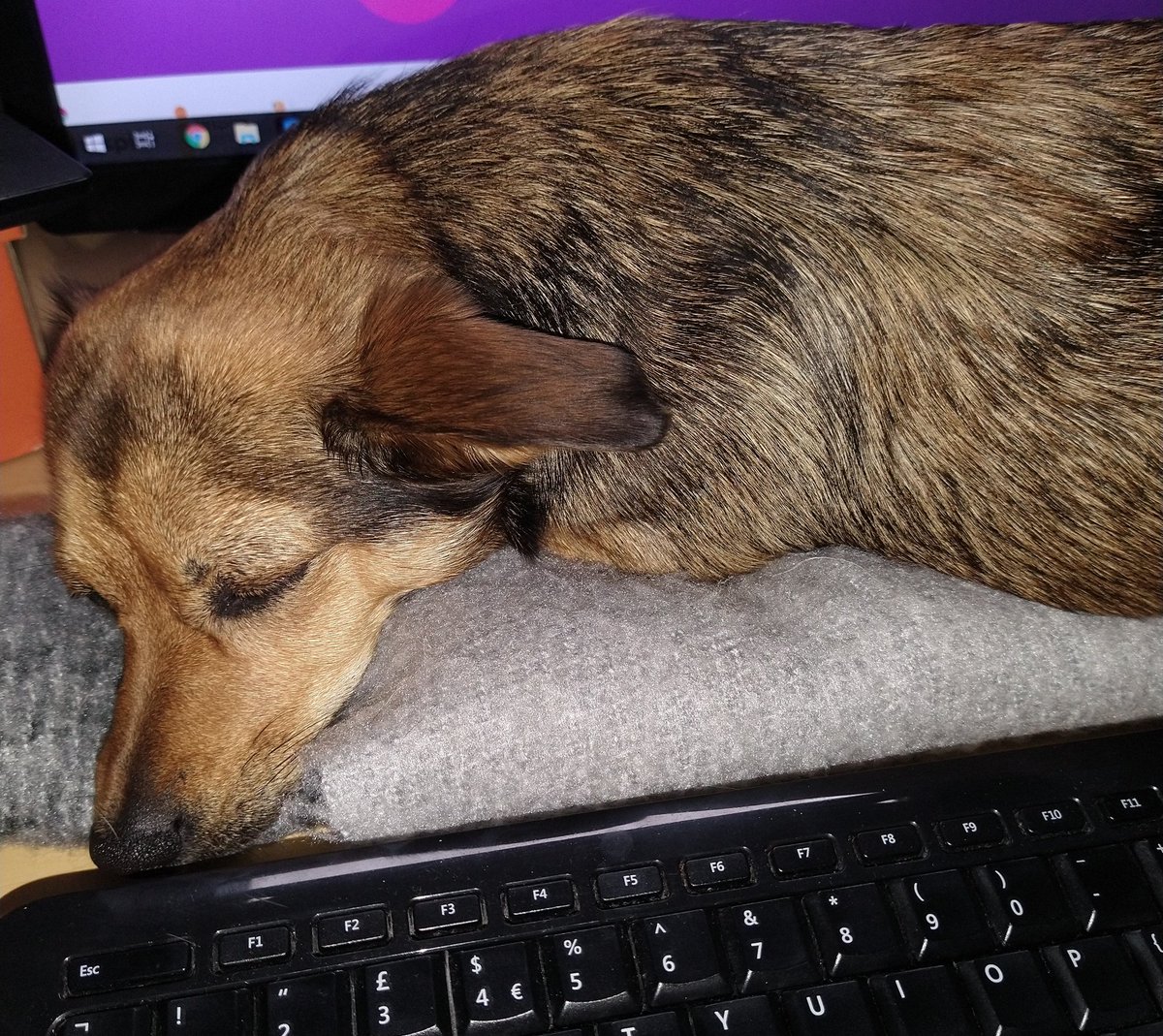 dohaura's tweet photo. @CrushellLaw @DogsTrust_IE My office helper who definitely doesn't distract me (well not very much 🐾) https://t.co/WNR8HmJTLS